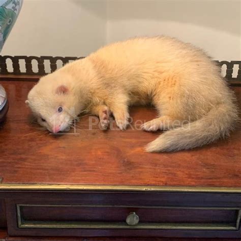 Lost Ferret Cream Dark Eyed White Ferret Called Arthur Chelsea Area