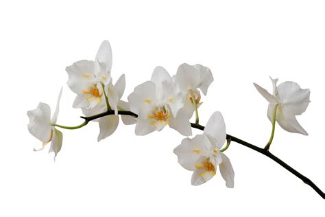 White Orchid Wallpapers - Wallpaper Cave