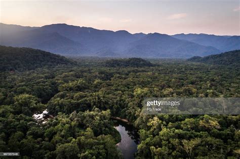 Mata Atlantica Atlantic Forest In Brazil High-Res Stock Photo - Getty ...