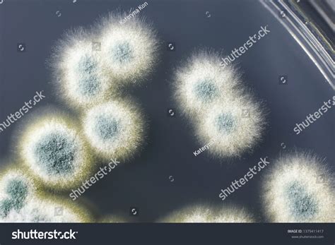 Colonies Penicillium Fungi Grown On Sabouraud Stock Photo 1379411417