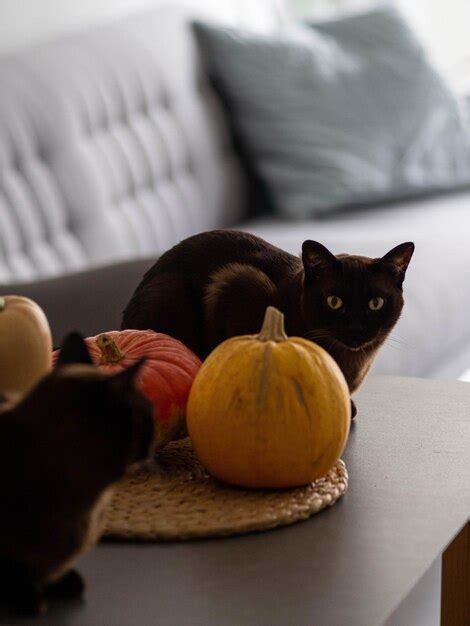 Premium Photo | Dark cats with halloween pumpkins