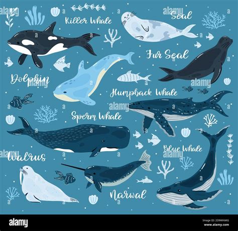 Marine whales. Dolphin, killer whale, narwhal, sperm whale and walrus, ocean undersea world ...