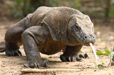 Food Web Komodo Dragon Conservation Hot Sex Picture