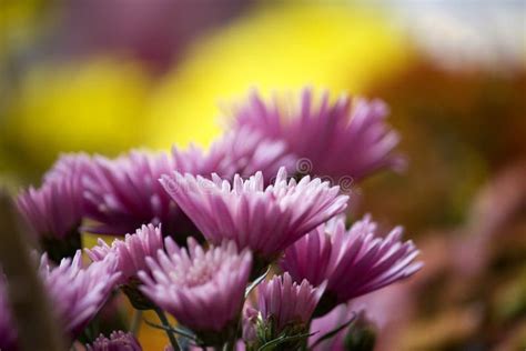 Purple Chrysanthemums stock image. Image of beautiful - 13569121