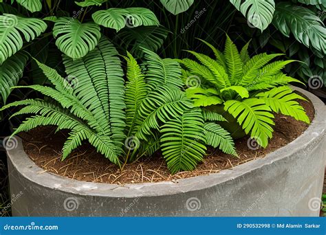 Exotic ferns stock photo. Image of growth, forest, area - 290532998