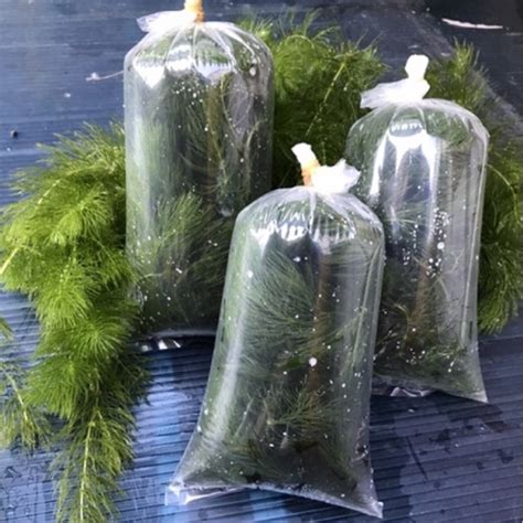 Jual Tanaman Air Aquascape Ganggang Air Ekor Tupai Hidryla Hornwort