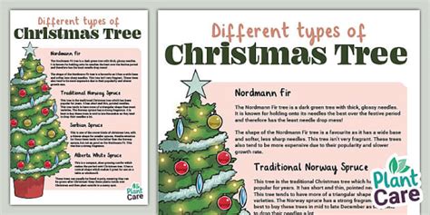 Free Different Types Of Christmas Trees Twinkl