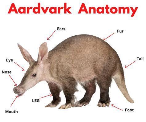 Aardvark Animal Facts - Animals HQ