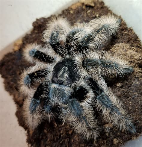 how do you tarantula losing hair naturally