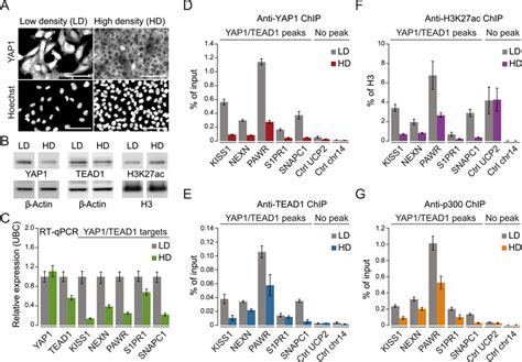 Yap Mediates Active Enhancer Chromatin And Expression Of Target