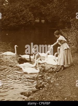 Eine Gro E Schar Anmutiger Wei Er Schw Ne Schwimmt Im See Schw Ne In