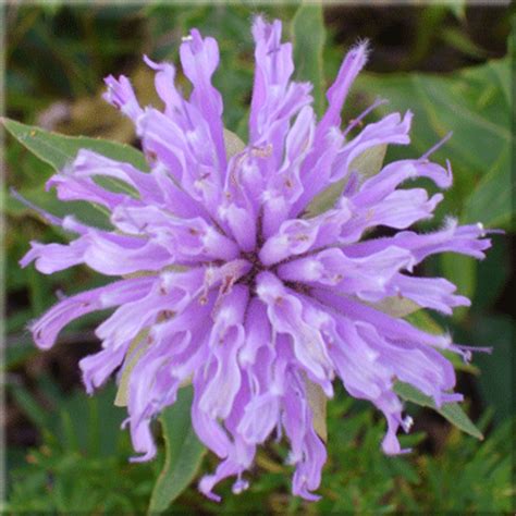 WILDFLOWER SEEDS - Monarda fistulosa (Wild Bergamot) Wild Flower Seeds ...