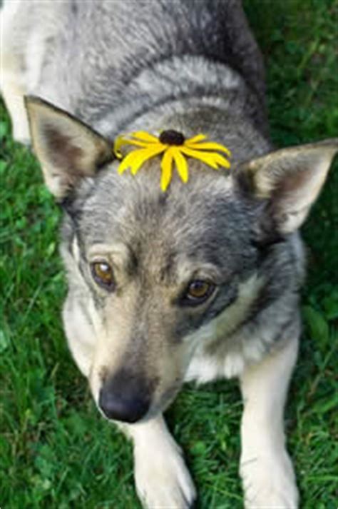 Swedish Vallhund: History, Temperament, Care, Training & more - Dogs ...