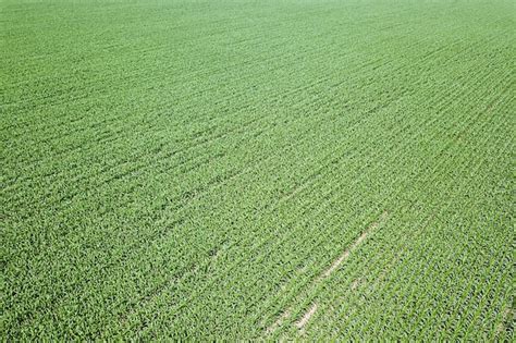 Premium Photo | Aerial view of a green corn field corn aerial