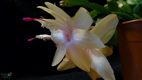 Schlumbergera Hybrid Christmas Flame Cutting