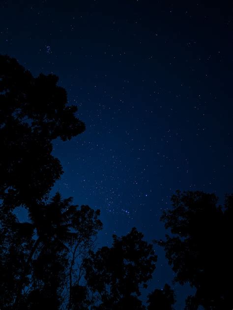 Silhouette Of Trees Under Starry Sky · Free Stock Photo