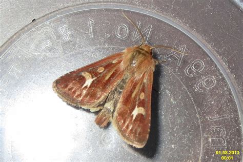 Antler Moth Nh Uk Cerapteryx Graminis Gwyfyn Co Flickr