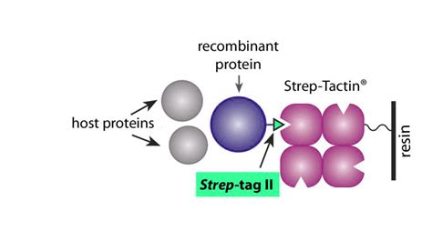 Strep Tag Ii Strep Ii