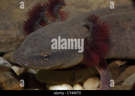 Common Mudpuppy salamander (Necturus maculosus), underwater Stock Photo ...