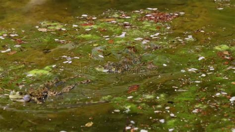 Common Frog Rana Temporaria Single Reptile Croaking In Water Also