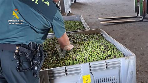 La Guardia Civil Detiene A Ocho Personas Por Robo De Aceituna En Lucena Y Otros Municipios Del