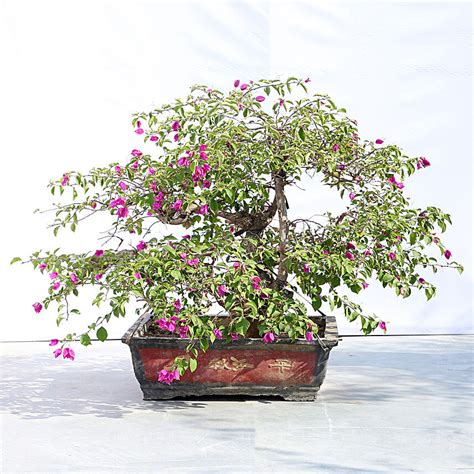 Buy Send Bougainvillea Purple Bonsai With Grey Pot Online Fnp