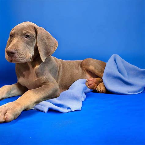 Akc Blue Eyed Male Lilac Tanpoint Great Dane Puppies For Sale In