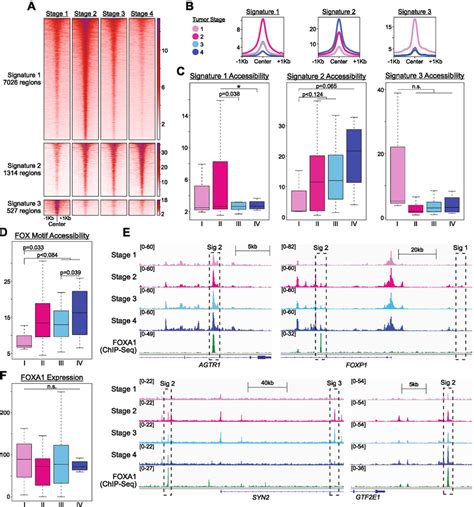 Chromatin Accessibility In Fox Motifs And Signature 2 Regions Associate