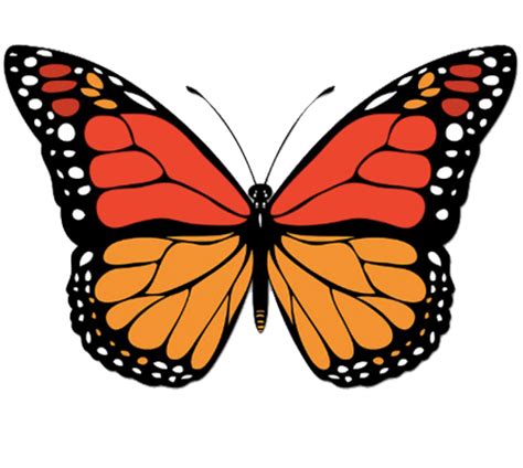 Butterfly Vector Png