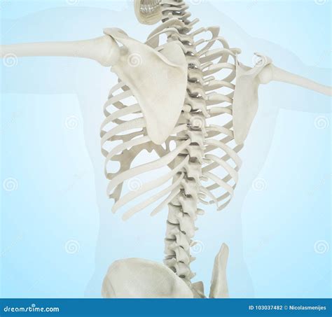 3d Illustration of Human Skeleton Back Stock Illustration ...