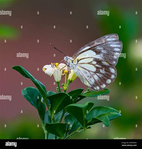 A Pioneer White Butterfly Or Caper White Belenois Aurota Drinking