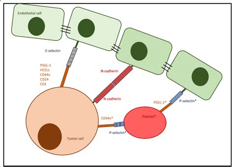 Rolling Of Tumor Cells Representation Of Tumor Cell Rolling Mediated