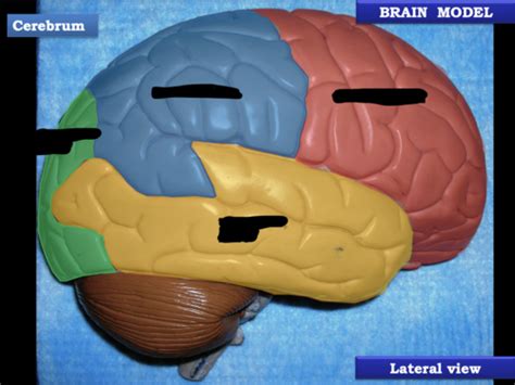 Neuroanatomy Flashcards Quizlet