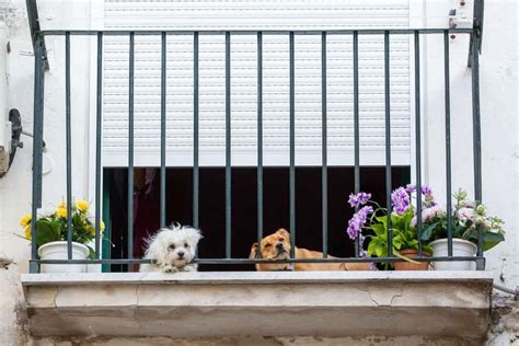 7 Ideas for a Dog Friendly Balcony - Balcony Boss