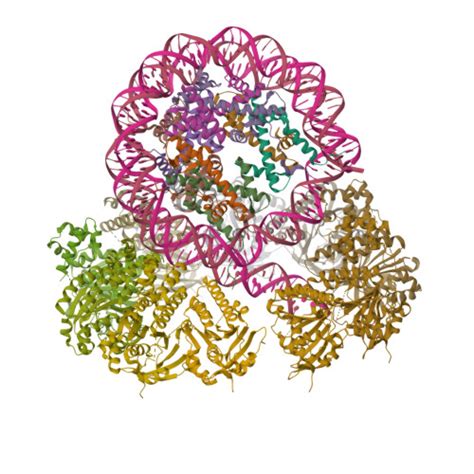 RCSB PDB 8XBU The Cryo EM Structure Of The Decameric RAD51 Ring