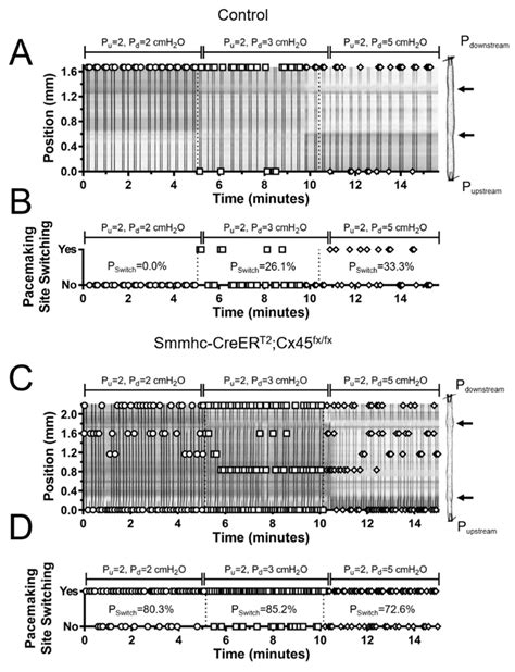 Pacemaking Activity In Lymphatic Vessels From Control C Bl J Wt And