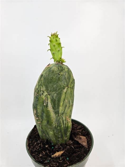 4" Variegated Prickly Pear Cactus | Tropical North Plants