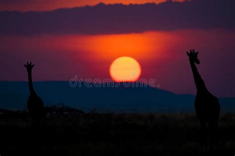 Silueta De Dos Jirafas Africanas Debajo Del Cielo Colorido Como El Sol