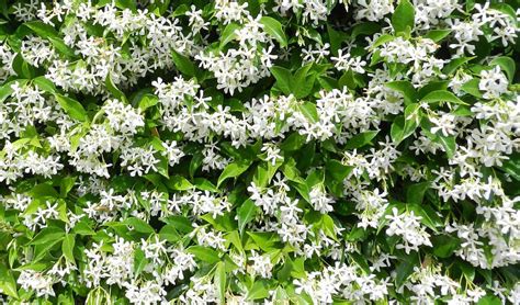 Cuidados Esenciales Para La Planta Trachelospermum Jasminoides Todo Lo