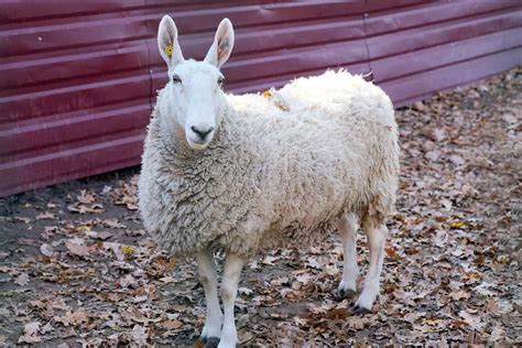 Why The Icelandic Sheep Is Perfect For Homestead And Small Farms