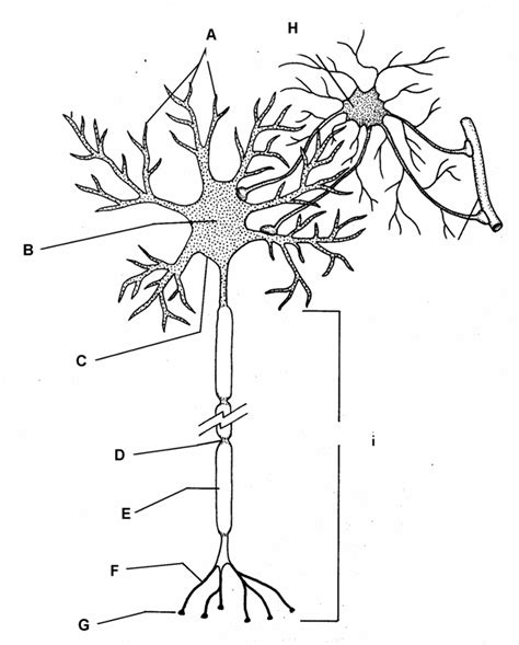 neuron labeling Diagram | Quizlet