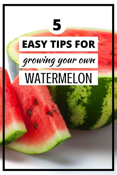 5 Tips for Growing Watermelon | How to grow watermelon, Growing watermelon from seed, Watermelon