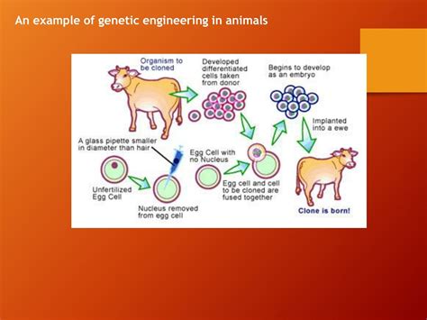 Ppt Recombinant Dna Technology Powerpoint Presentation Free Download