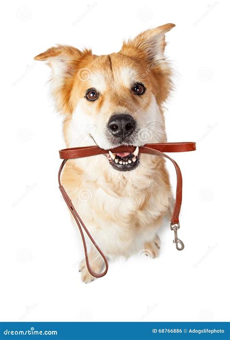 Perro Con El Correo En La Boca Emocionada Para El Paseo Foto De Archivo