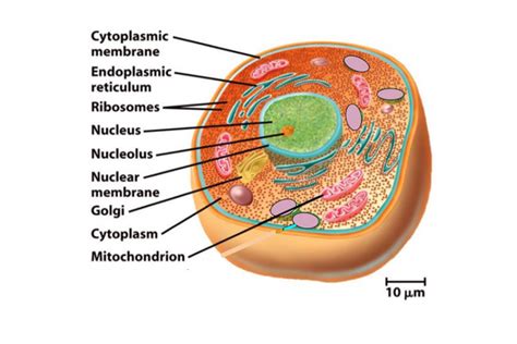 Introduction To Cells Biology Aqa A Level