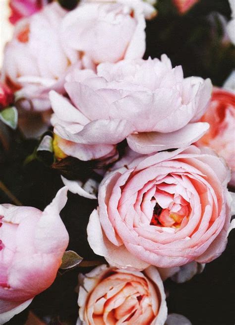 Blush Roses ~ Photos Hub