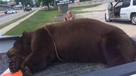 Dead Black Bear Discovered On Current River Regional