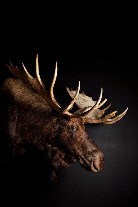 Bull Moose Head With Antlers Photograph by Simon Willms - Fine Art America