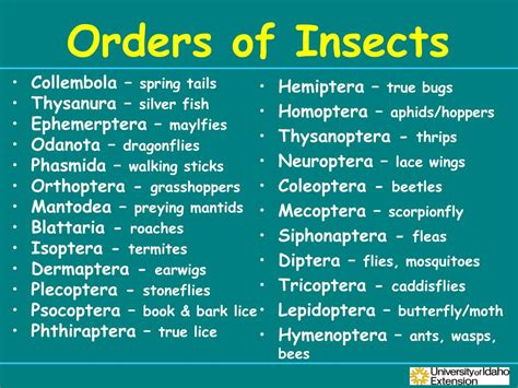 The Orders Of Insects At Mark Jeter Blog