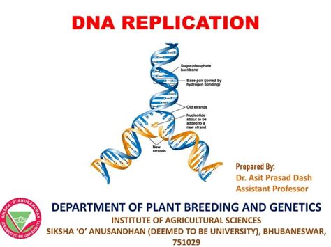 Prokaryotic Dna Replication Ppt